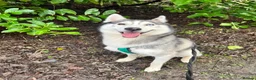 Siberian Husky dogs for sale: Male Siberian husky  - Advert 10