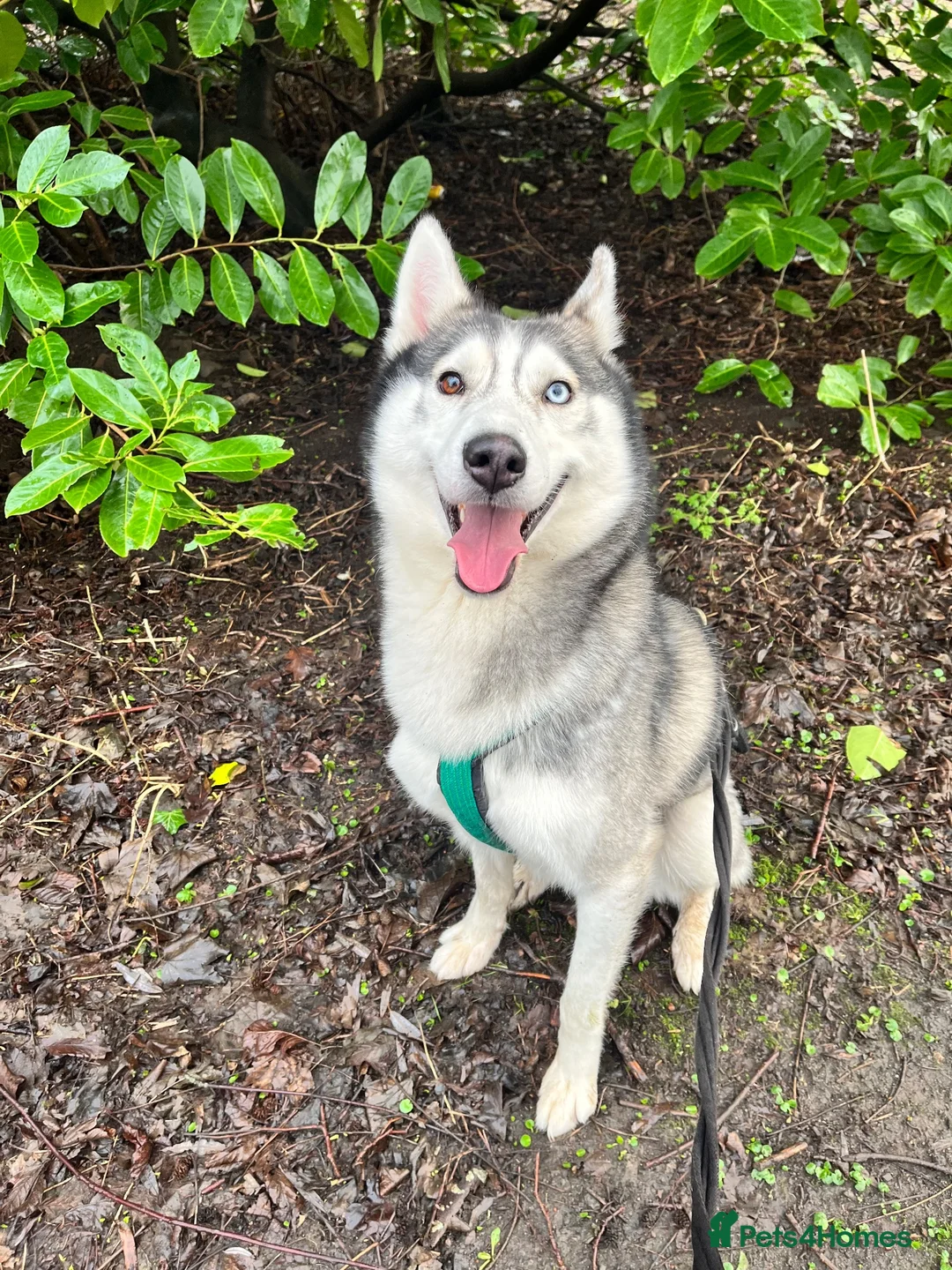 Siberian Husky dogs for sale: Male Siberian husky  - Advert 10