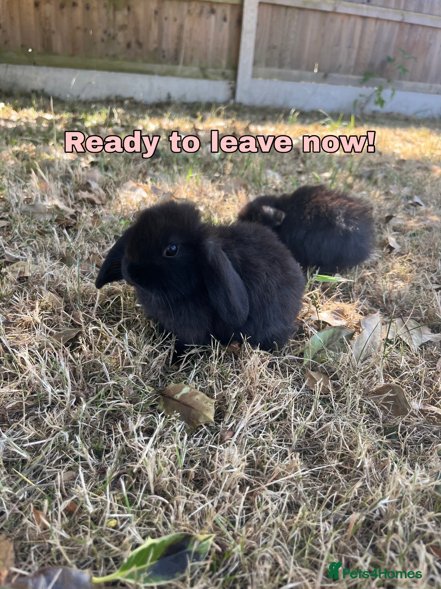 Mini Lop rabbits 🐰Pure Bred Mini Lop babies ~ Ready now🐰 - Advert 1