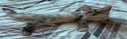 Maine Coon cats for sale: Tica registered girls  - Advert 7