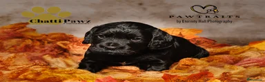 Cocker Spaniel 2