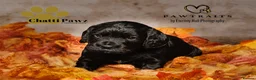 Cocker Spaniel dogs for sale: Amazing cocker spaniels  - Advert 16