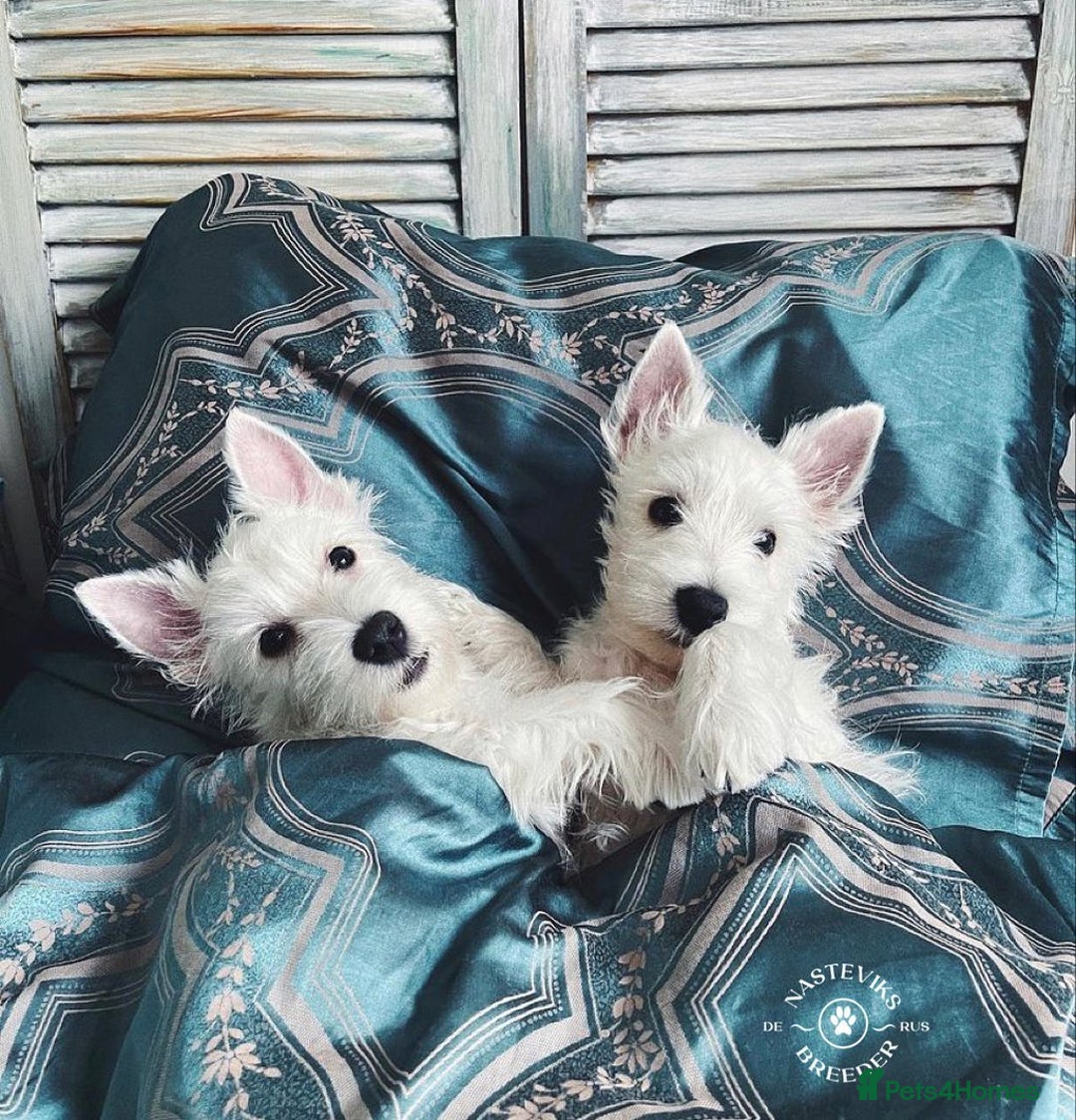 West Highland Terrier dogs for sale: 🤍🐾 Charming West Highland White Terrier Pups 🐶✨ - Image 4