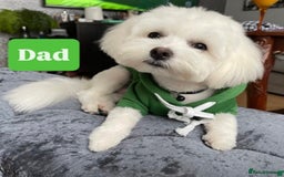 Maltese dogs for sale: Maltese One BoY  - Image 5