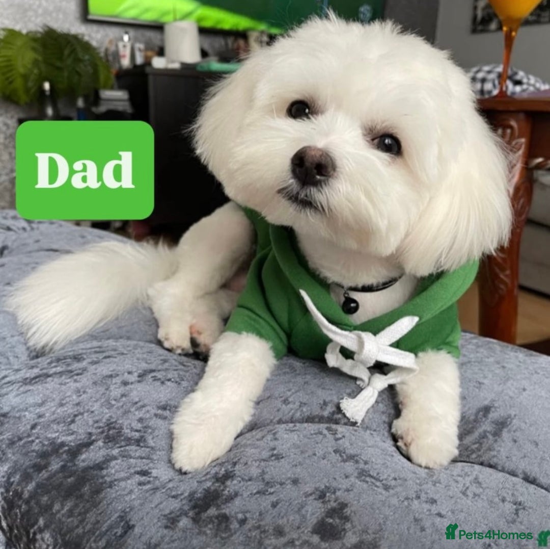 Maltese dogs for sale: Maltese One BoY  - Image 5