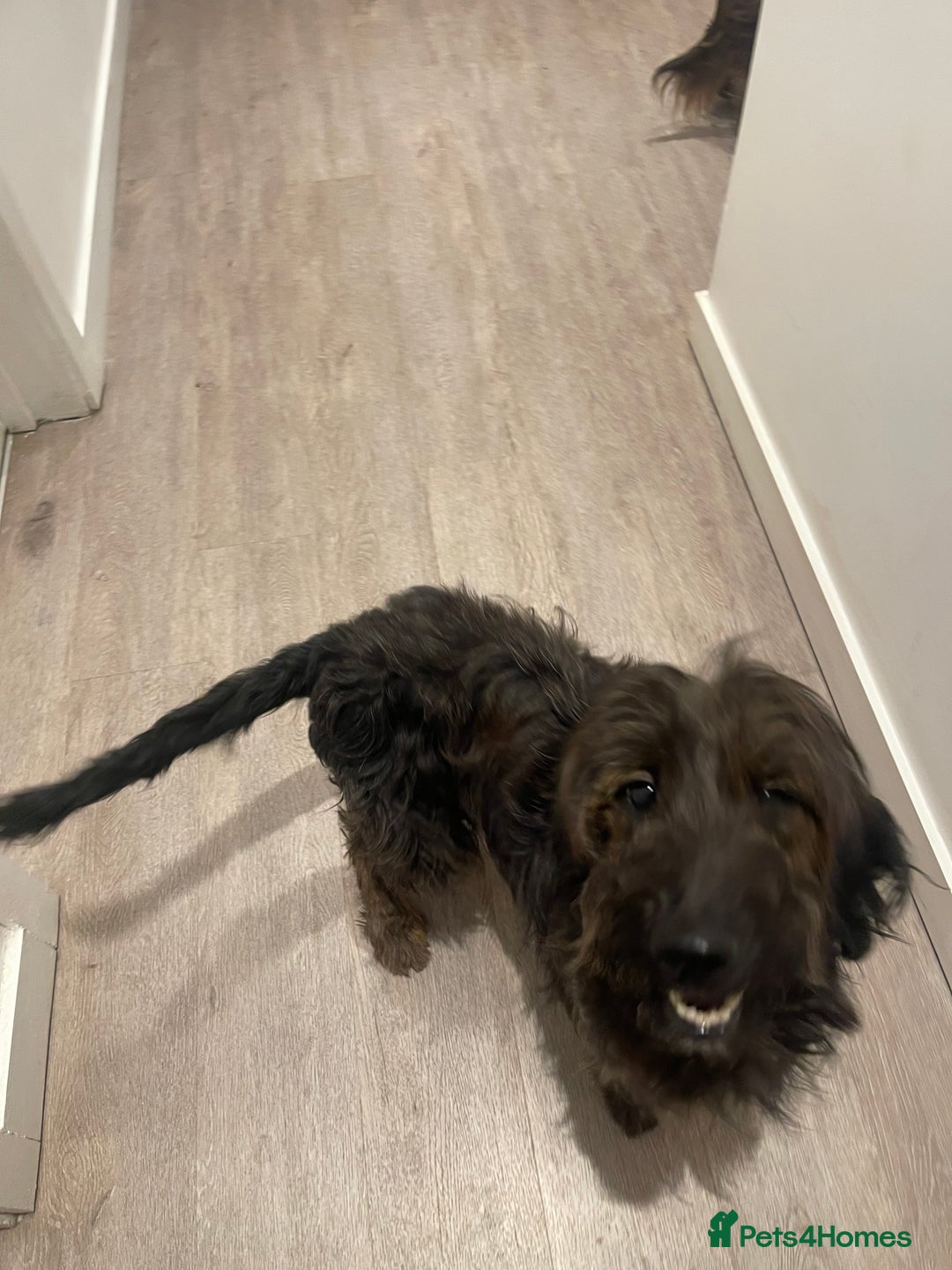 Mixed Breed dogs for sale: Gorgeous puppy’s  - Advert 5