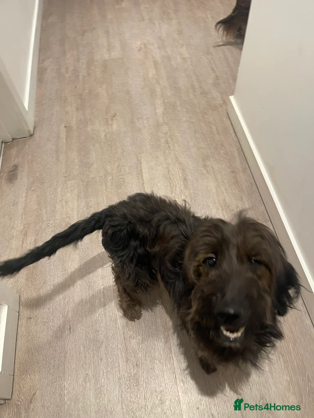 Mixed Breed dogs for sale: Gorgeous puppy’s  - Advert 5