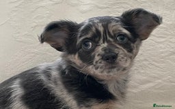 Chihuahua dogs for sale: Long Coated Merle Chihuahua Puppies - Image 8