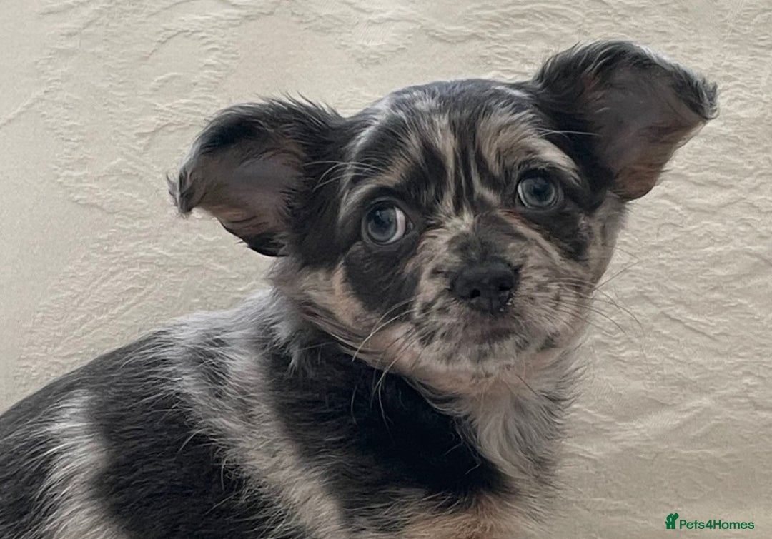 Chihuahua dogs for sale: Long Coated Merle Chihuahua Puppies - Image 8