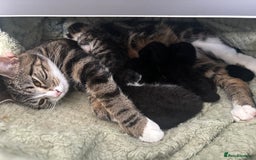Mixed Breed cats for sale: Black Tux kitten - Image 5