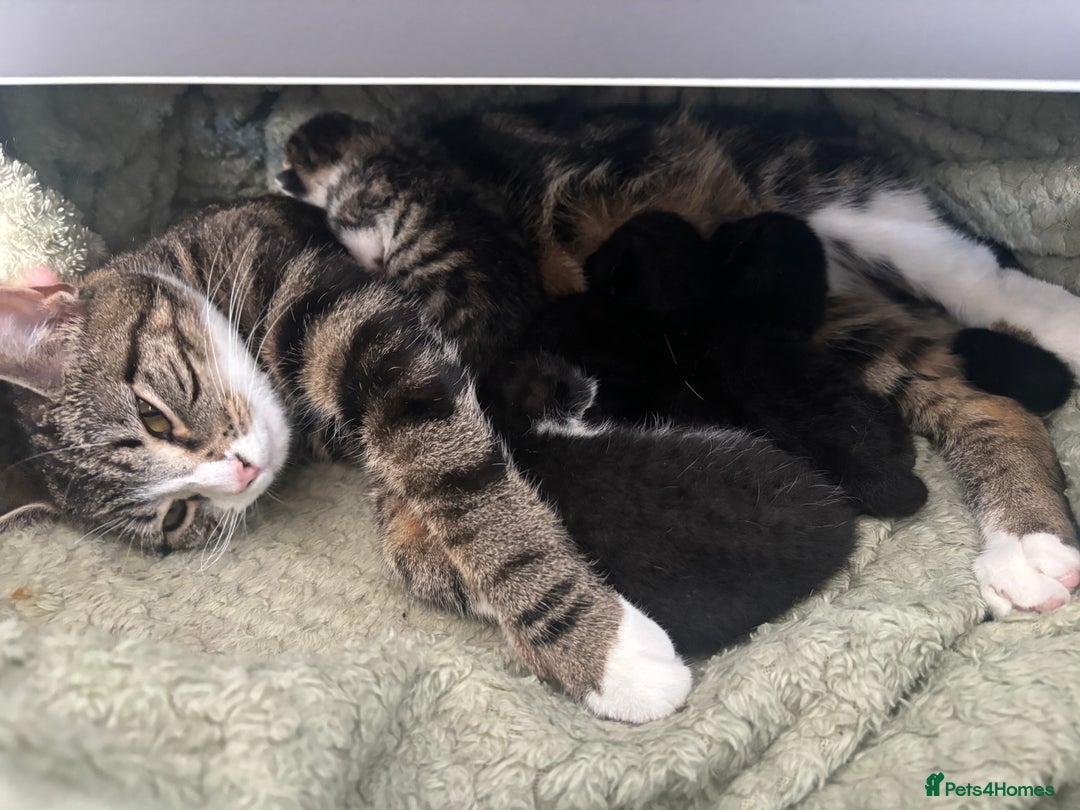 Mixed Breed cats for sale: Black Tux kitten - Image 5