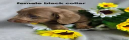 Dachshund dogs for sale: 8 Mini daxis smooth coat (kc reg optional) - Advert 12