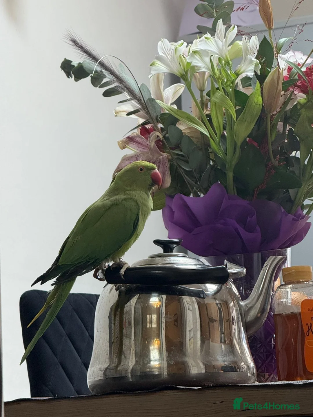 Ringnecks birds for sale: Tame male Indian ringneck - Advert 1