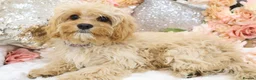 Cavapoo dogs for sale: *HEALTH TESTED*  F1 Cavapoos - Advert 8