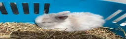Lionhead rabbits for sale: Double mane lion lead bunny’s for sale  - Advert 13