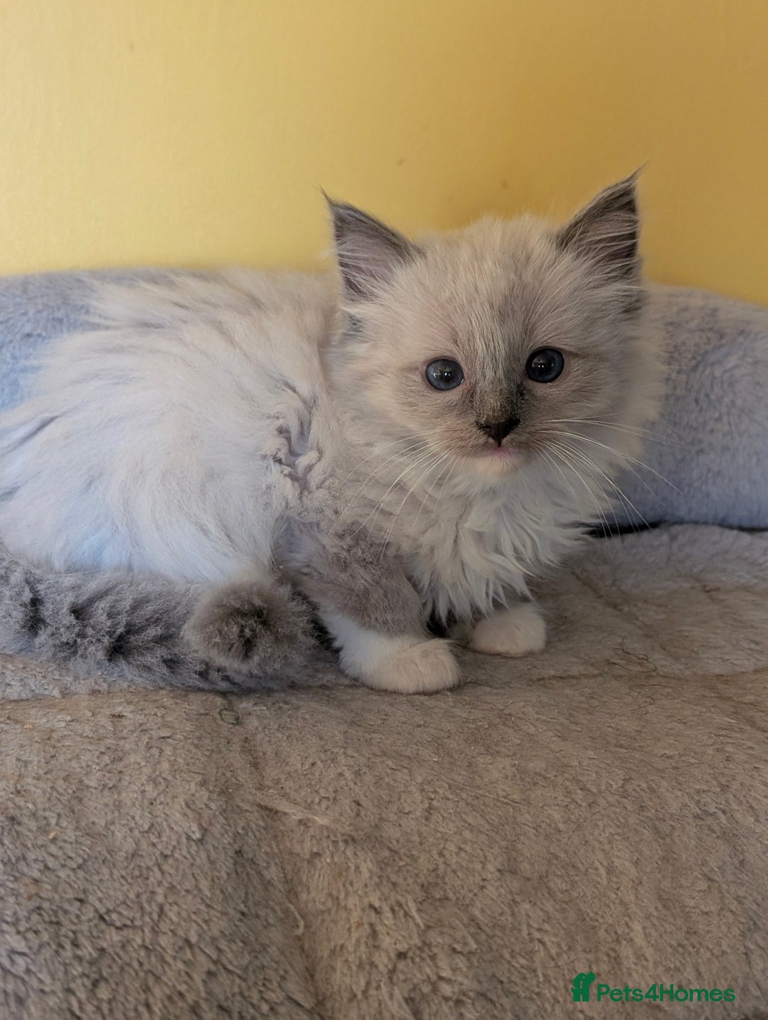 Ragdoll cats for sale: Gorgeous Ragdoll Kittens  - Advert 25