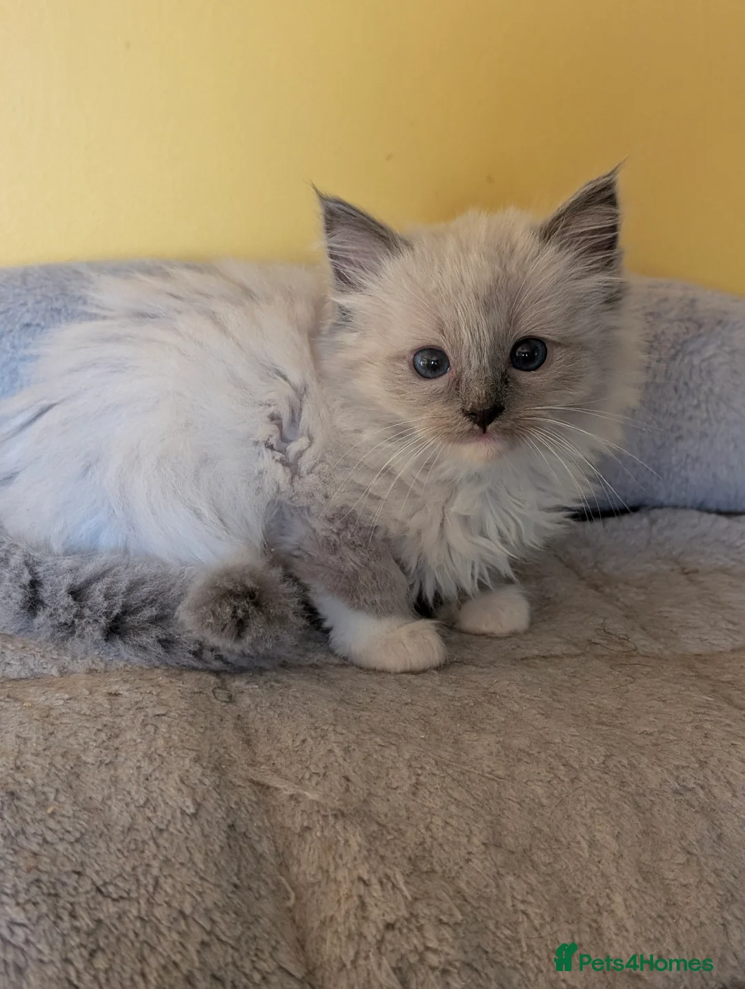 Ragdoll cats for sale: *All rehomed* Gorgeous Ragdoll Kittens  - Advert 4