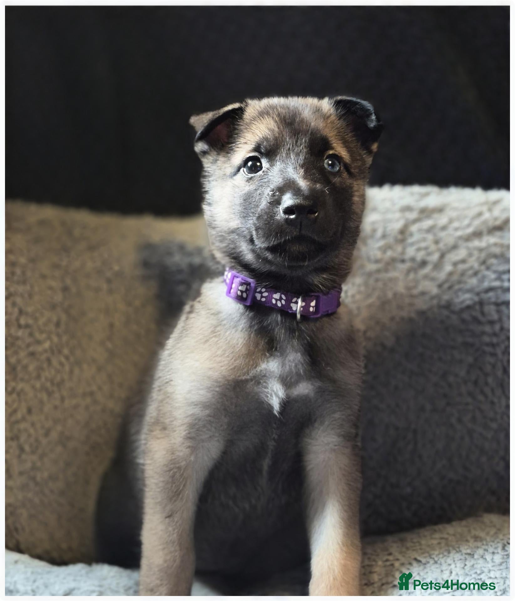 Mixed Breed dogs SIBERIAN HUSKY X BELGIAN-MALINOS  - Advert 1