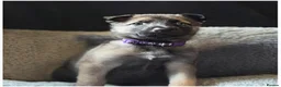 Mixed Breed dogs for sale: SIBERIAN HUSKY X BELGIAN-MALINOS  - Advert 1