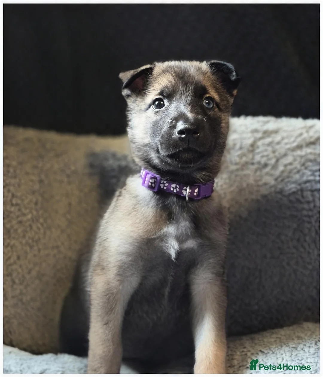 Mixed Breed dogs for sale: SIBERIAN HUSKY X BELGIAN-MALINOS  - Advert 1