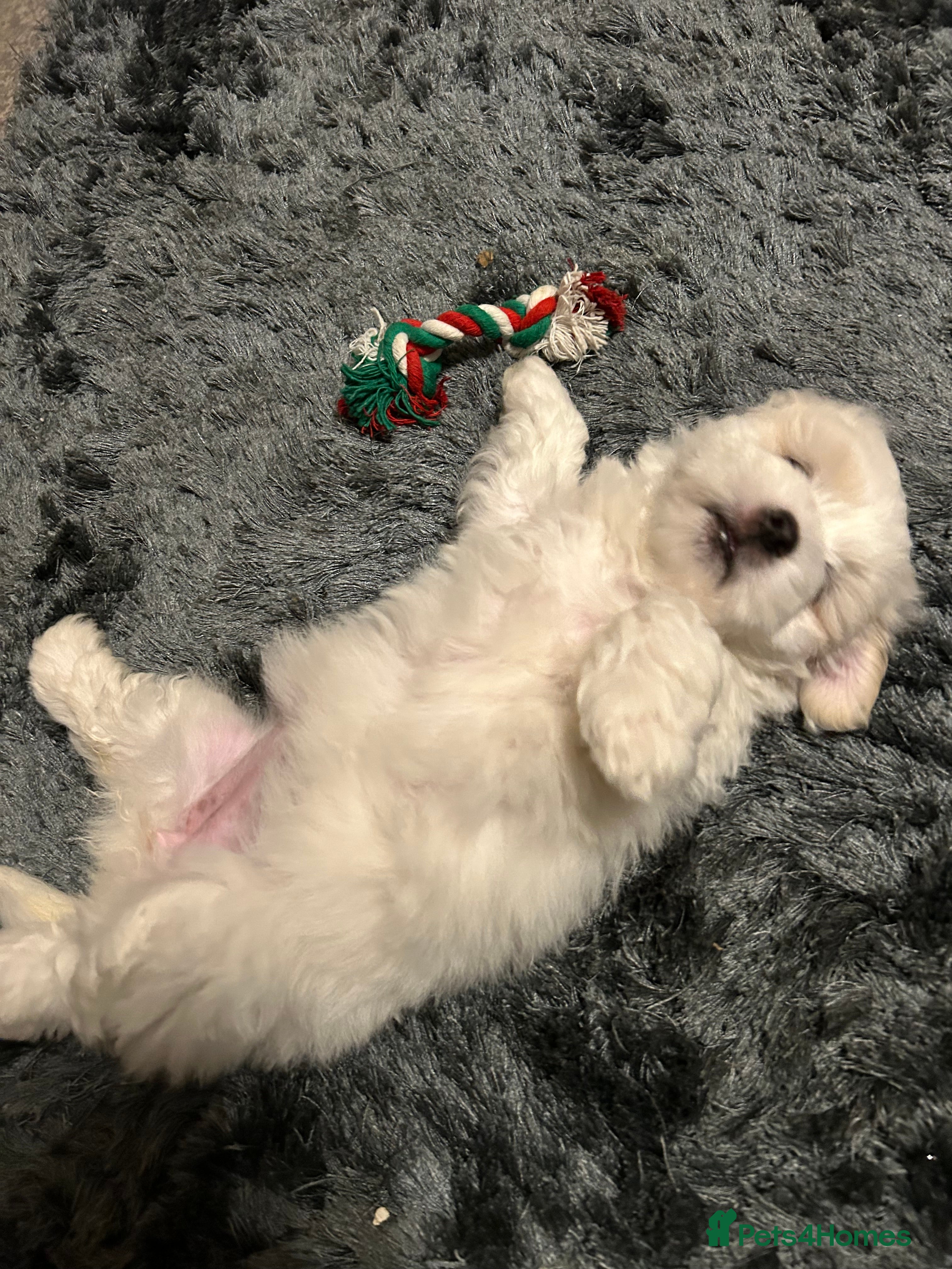 Coton De Tulear dogs Coton de Tulear puppy  - Advert 2