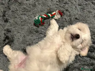 Coton De Tulear dogs Coton de Tulear puppy - Advert 2