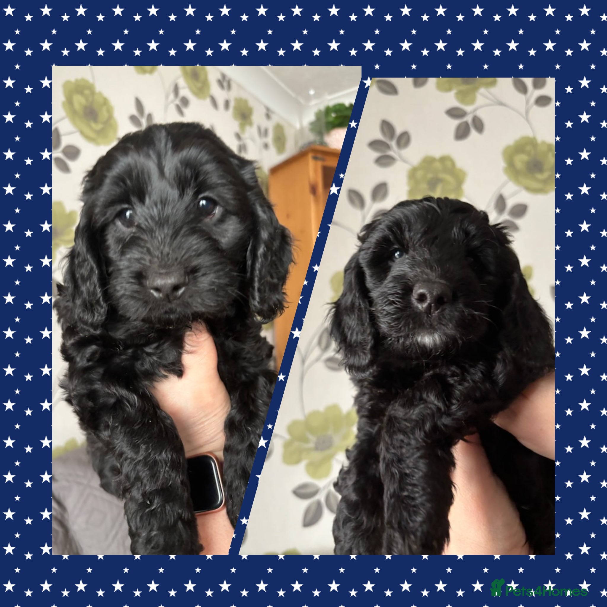 Cockapoo dogs Gorgeous cockapoo boys  - Advert 1