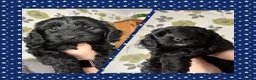 Cockapoo dogs for sale: Gorgeous cockapoo boys  - Advert 1