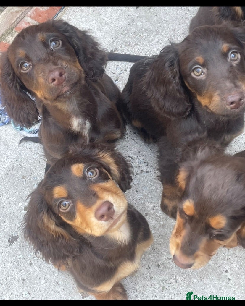 Cocker Spaniel dogs 7 Chocolate & Tan Cocker Spaniel Pups  - Advert 1