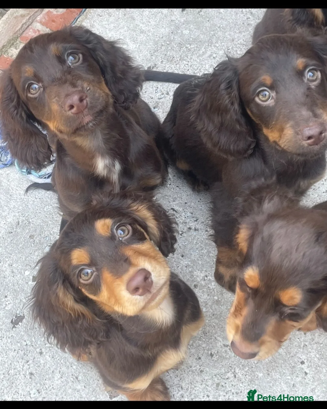 Cocker Spaniel dogs for sale: 7 Chocolate & Tan Cocker Spaniel Pups  - Advert 1