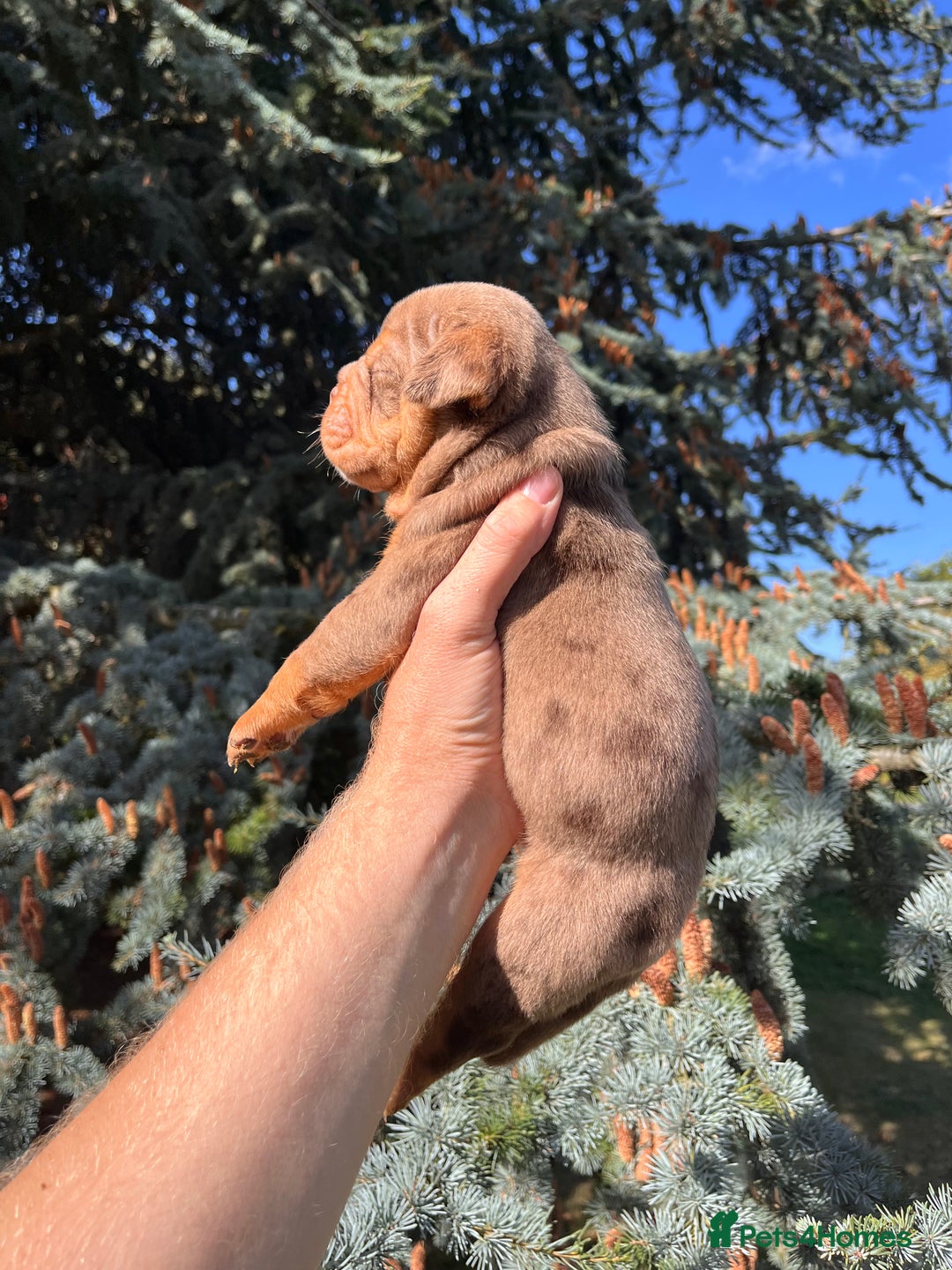 Olde English Bulldogge dogs for sale: RAINBOW OLD ENGLISH LITTER !!! - Image 2