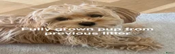 Maltipoo dogs for sale: Smallest maltipoos (read description) - Advert 30