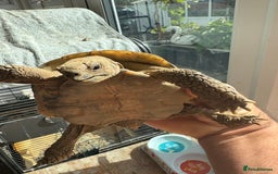 Tortoise reptiles for sale: Hermanns tortoise male  - Image 1