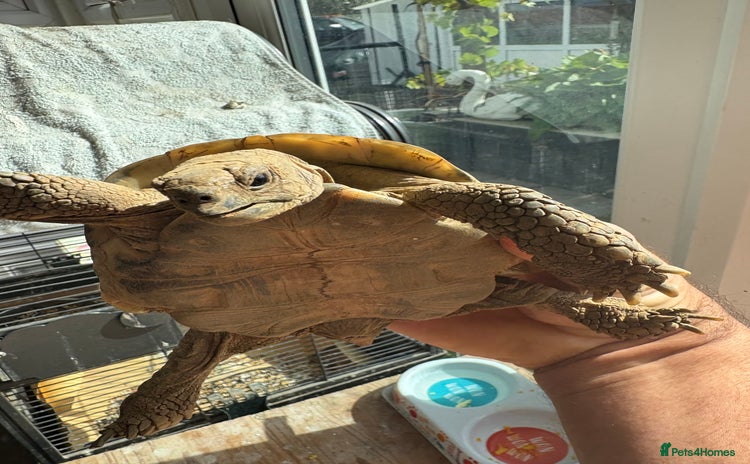 Tortoise reptiles - Advert 1