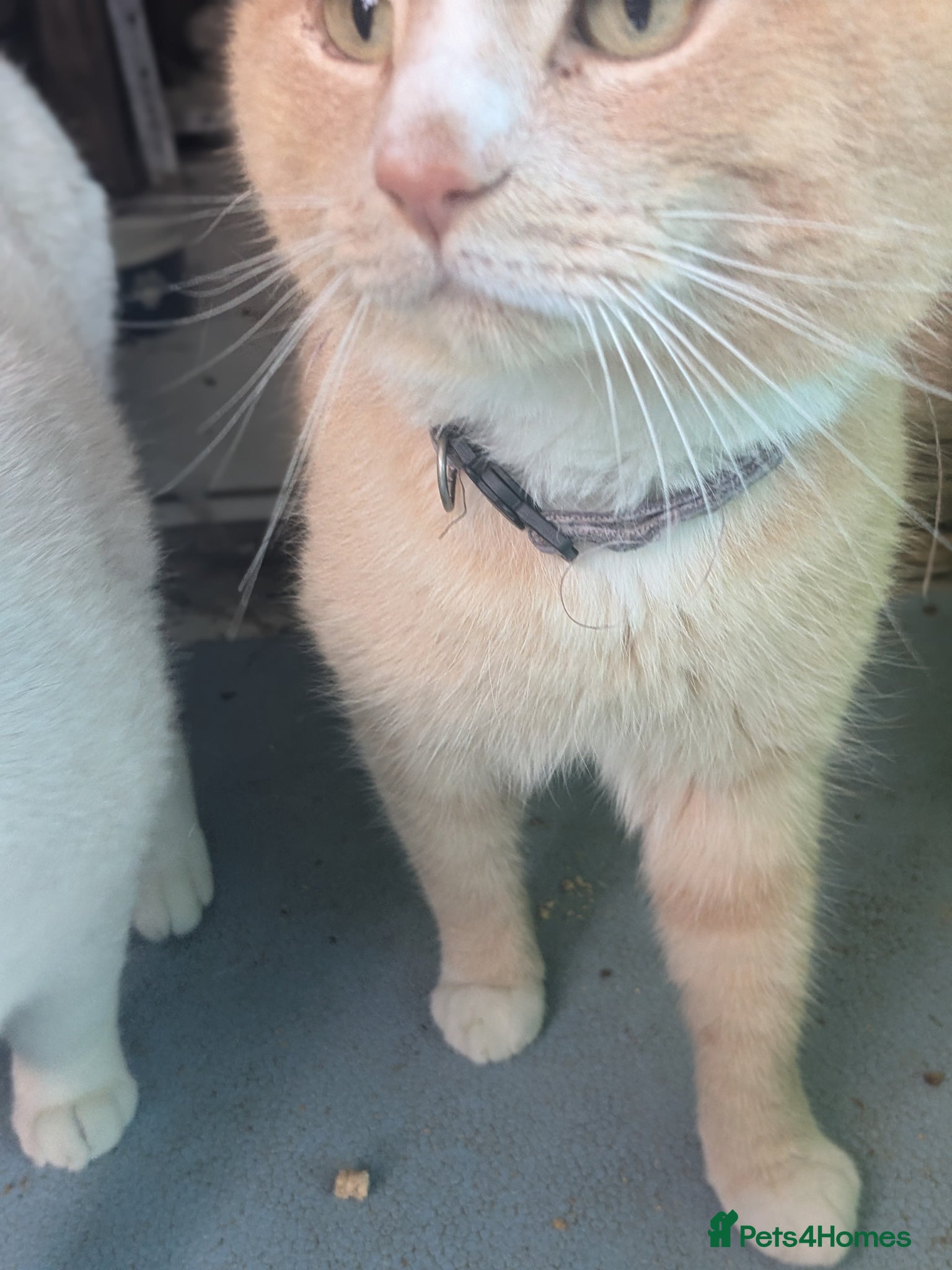 Mixed Breed cats for sale: My little bear cream male - Advert 3
