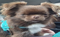 Chihuahua dogs for sale: Beautiful chocolate long coat chihuahuas - Image 20