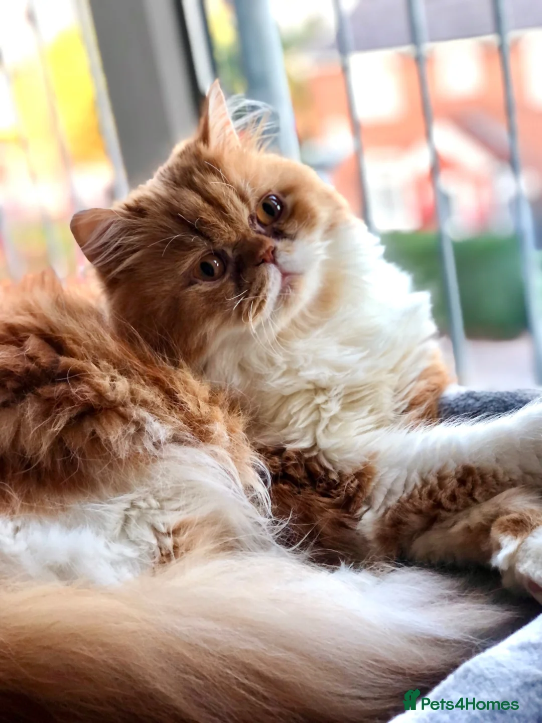 Persian cats for sale: Lovely Persian Cat for sale  - Advert 1