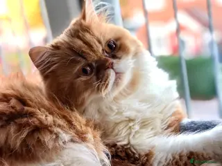 Persian cats Lovely Persian Cat for sale - Advert 4