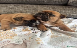 French Bulldog dogs for sale: Fully kc registered French bulldog female 4 weeks  - Image 3