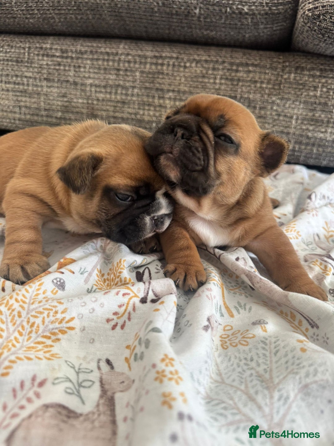 French Bulldog dogs for sale: Fully kc registered French bulldog female 4 weeks  - Image 3