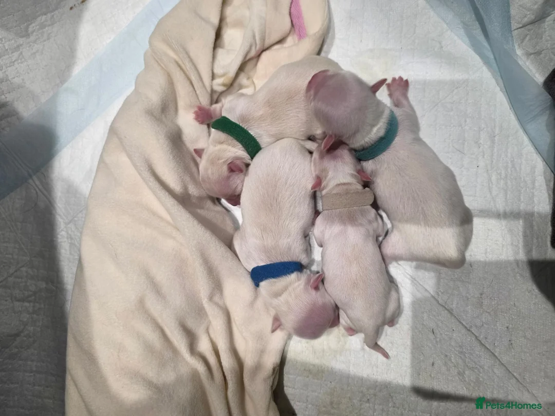 Chihuahua dogs for sale: Happy to announce that we have 4 puppies for sale in Christchurch - Advert 2