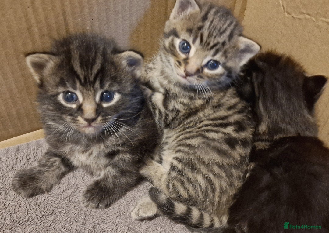 Mixed Breed cats for sale: Gorgeous Mixed Breed Main Coon Kittens  - Image 11