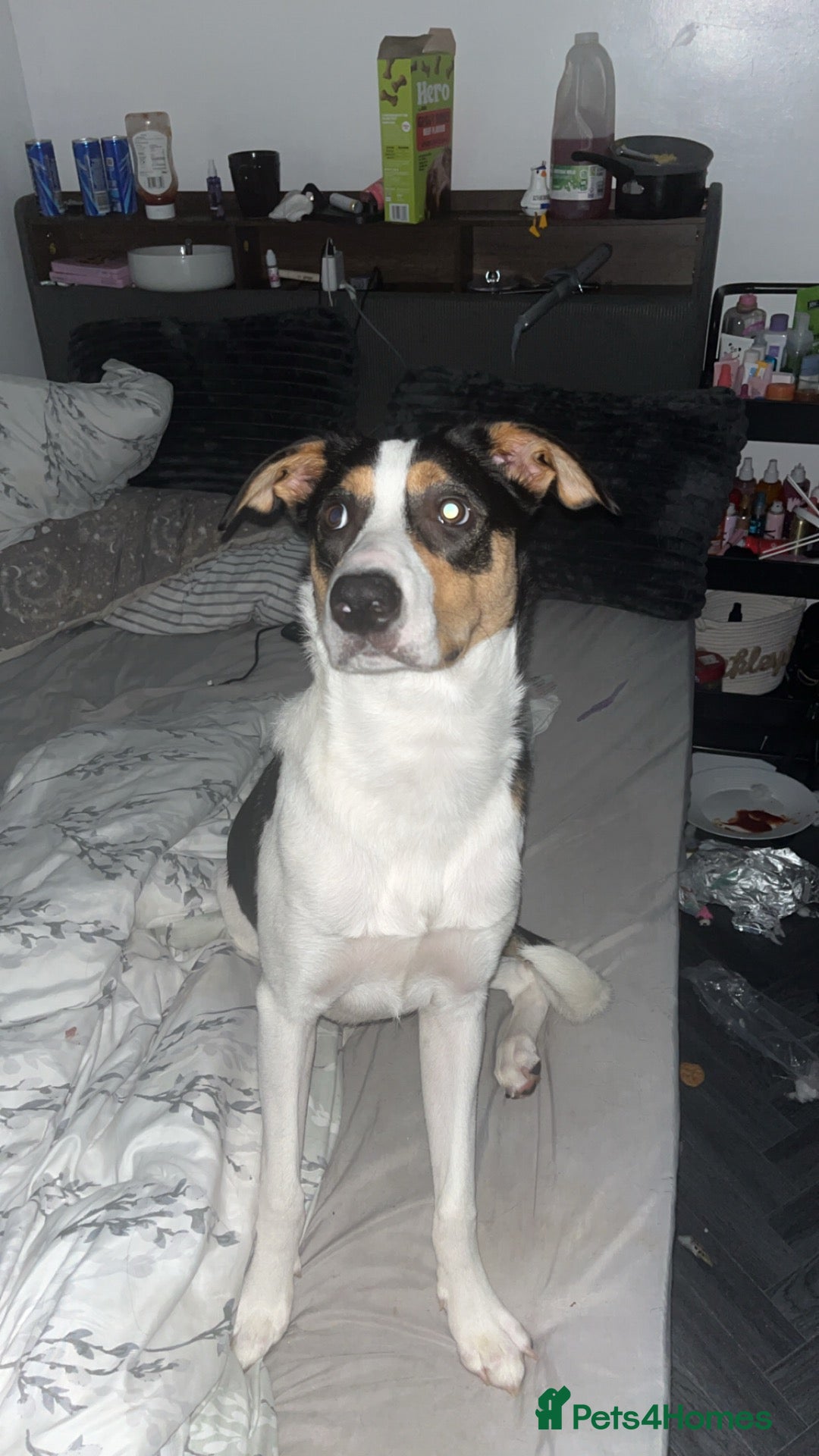 Mixed Breed dogs 8 month old male  - Advert 9