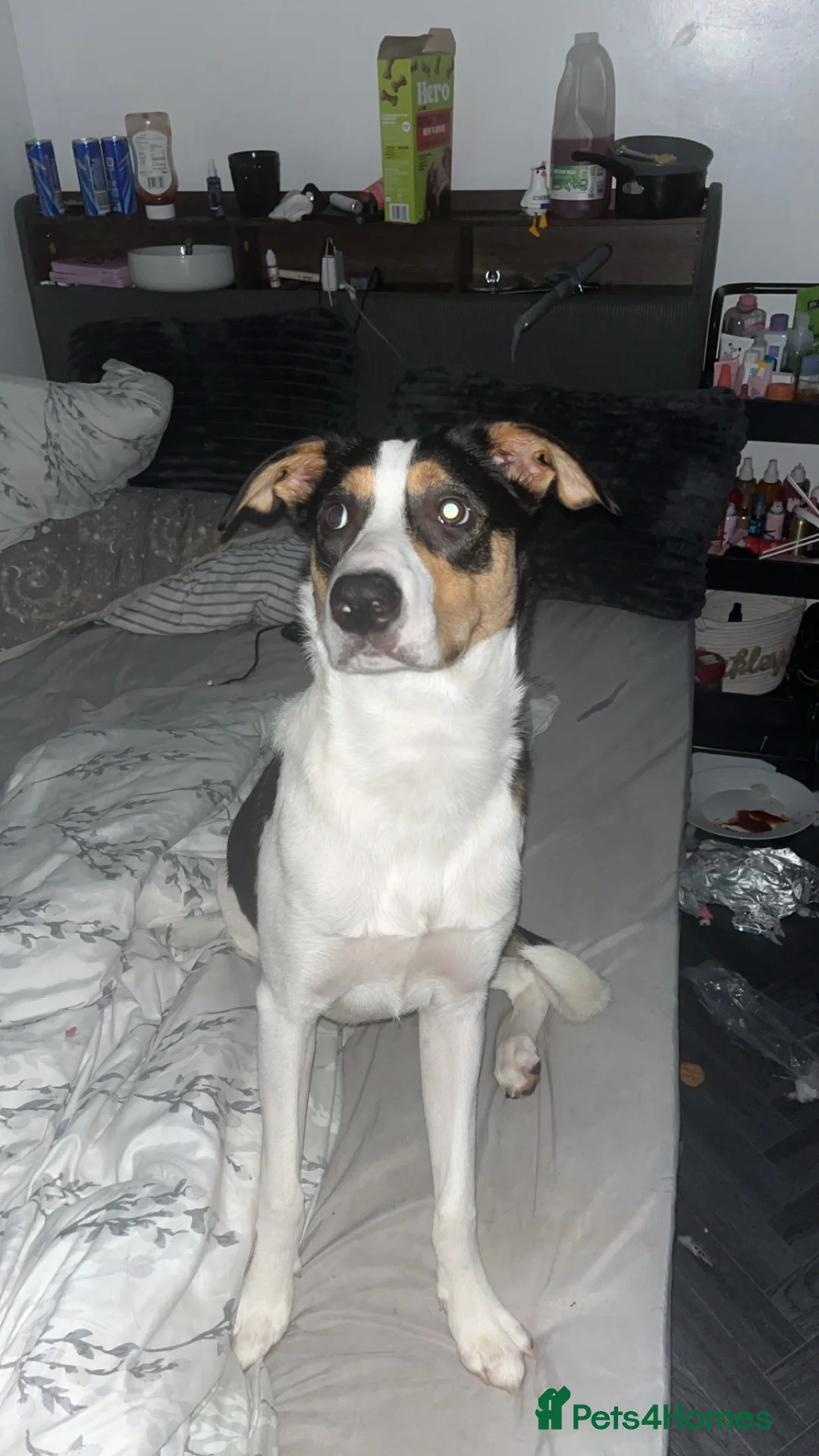 Mixed Breed dogs for sale: 8 month old male  - Advert 1