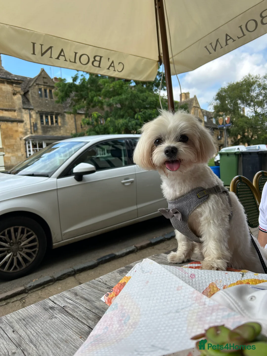 Maltese dogs for stud: Male Pure bred Maltese available for Stud - Advert 1