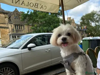 Maltese dogs Male Pure bred Maltese available for Stud - Advert 14