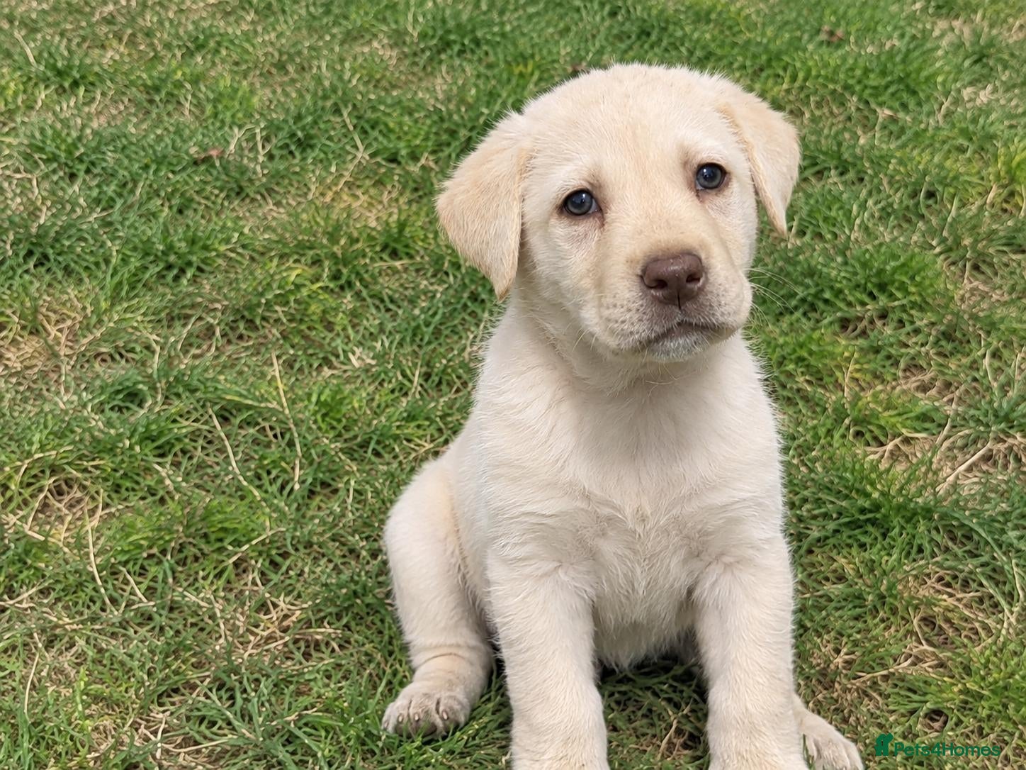 Labrador Retriever dogs cream Labrador Retriever puppies available  - Advert 2