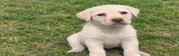 Labrador Retriever dogs for sale: cream Labrador Retriever puppies available  in Manchester - Advert 1