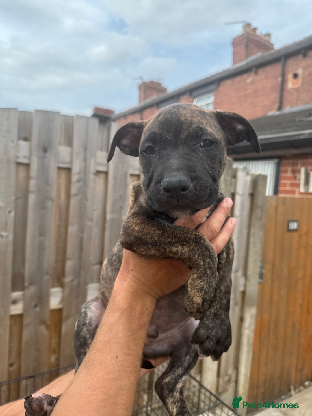 Mixed Breed dogs for sale: Bull Herder pups for sale  - Image 6