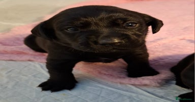 Labrador Retriever dogs - Advert 6